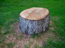 Best Tree Mulching  in Roanoke, IN
