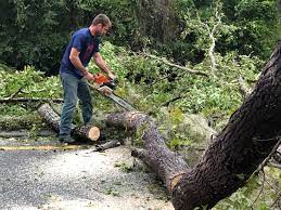 How Our Tree Care Process Works  in  Roanoke, IN