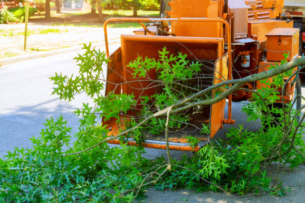 Best Leaf Removal  in Roanoke, IN