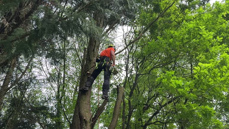 Trusted Roanoke, IN Tree Services Experts