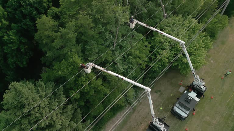 Best Emergency Tree Removal  in Roanoke, IN