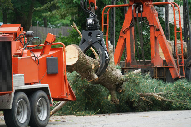 Best Lawn Maintenance Plans  in Roanoke, IN