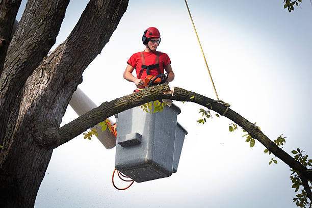 Best Tree Cabling and Bracing  in Roanoke, IN