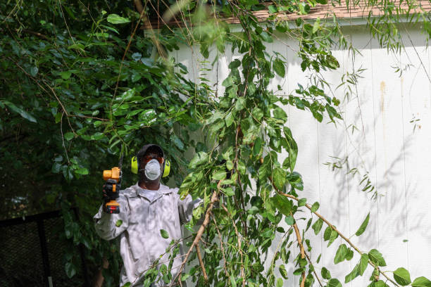 Best Tree and Shrub Care  in Roanoke, IN