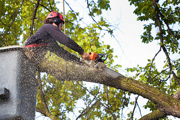 Best Storm Damage Tree Cleanup  in Roanoke, IN
